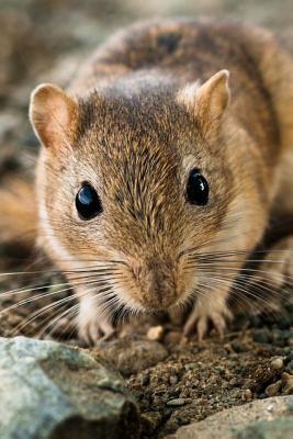 Read The Midday Jird Journal: 150 Page Lined Notebook/Diary - NOT A BOOK file in ePub