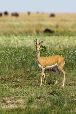 Download Oribi RAM Journal: 150 Page Lined Notebook/Diary - NOT A BOOK file in ePub