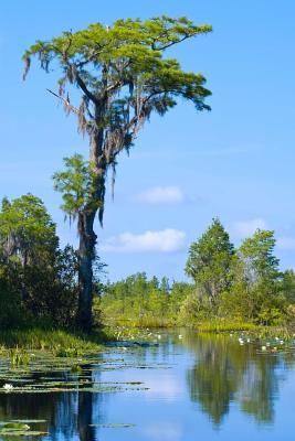 Read online Okefenokee Swamp in Georgia Journal: 150 Page Lined Notebook/Diary - NOT A BOOK file in ePub
