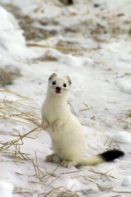 Read East Siberian Ermine in Winter Journal: 150 Page Lined Notebook/Diary - NOT A BOOK | ePub