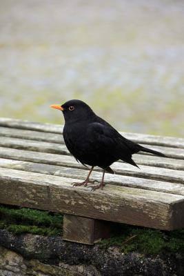 Download Blackbird Journal: 150 Page Lined Notebook/Diary - NOT A BOOK | PDF