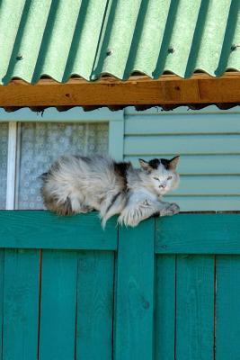 Download Cat on a Fence Animal Journal: 150 Page Lined Notebook/Diary - NOT A BOOK file in PDF