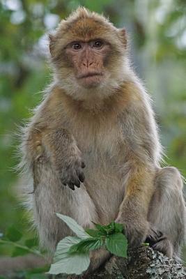 Read Barbary Macaque Animal Journal: 150 Page Lined Notebook/Diary - NOT A BOOK | PDF