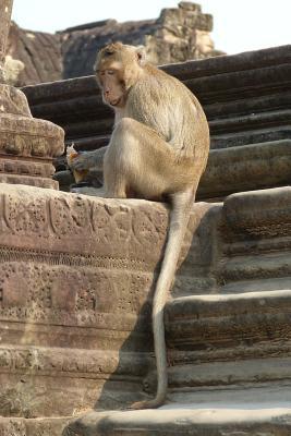 Read A Long Tailed Macaque at Angkor Wat Cambodia: Blank 150 Page Lined Journal for Your Thoughts, Ideas, and Inspiration - NOT A BOOK file in ePub