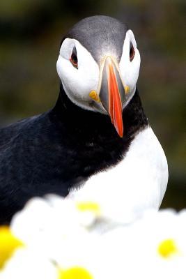 Download A Cute Little Puffin Seabird Journal: 150 Page Lined Notebook/Diary - NOT A BOOK | ePub